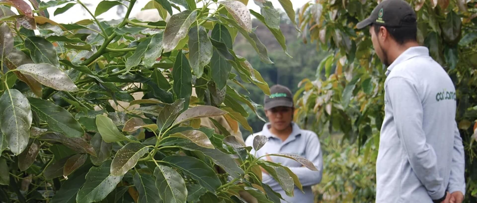 Carlama UK man and woman checking plants