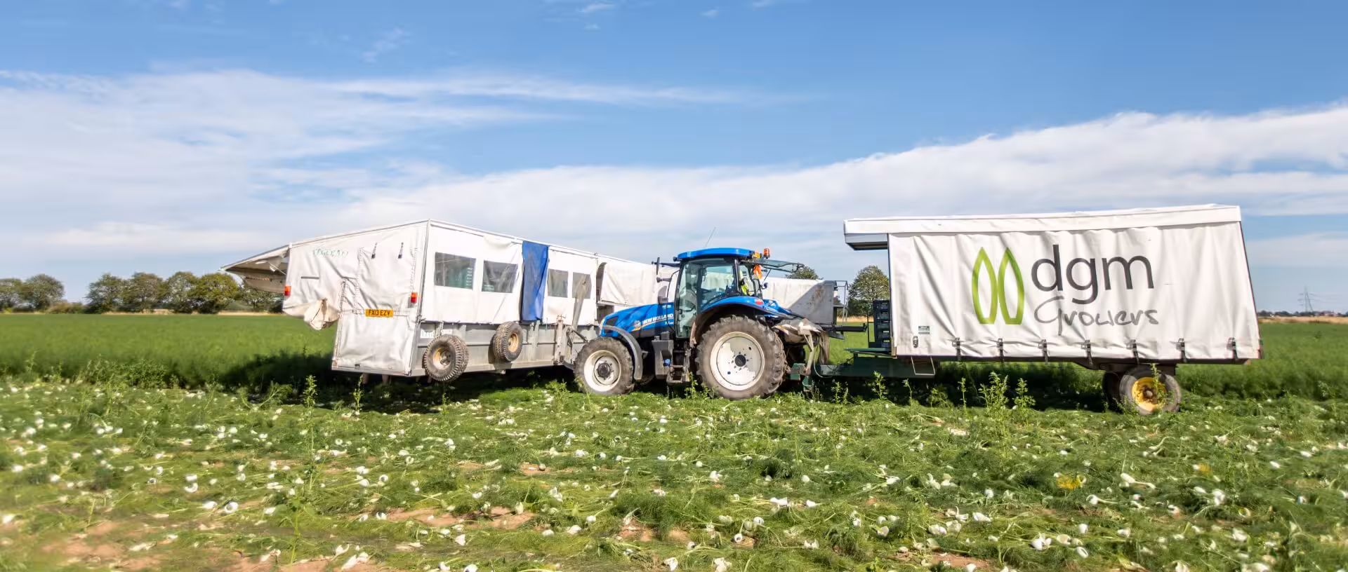 Tractor in a field of crops pulling a large trailer with dgm growers logo on the side