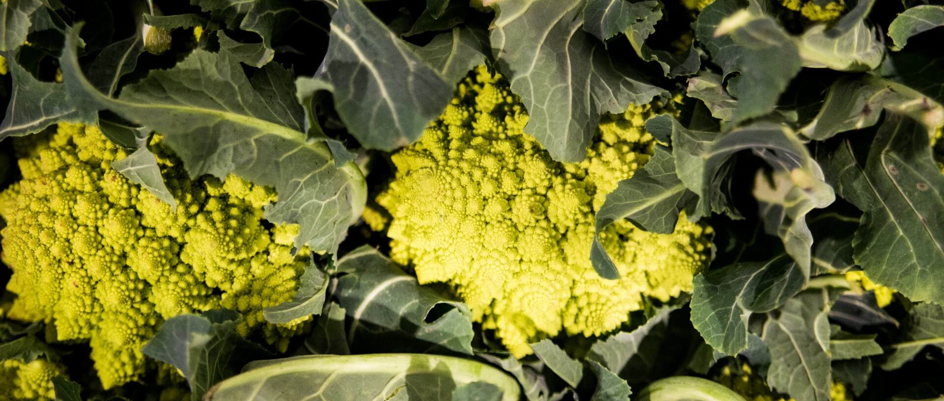 Romanesco plants
