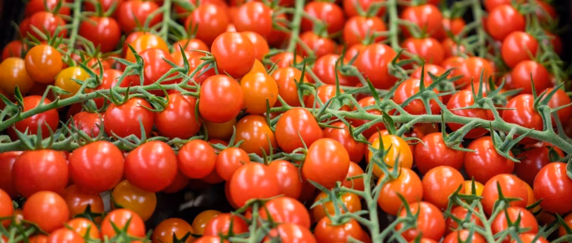 Ripe red tomatoes on the vine