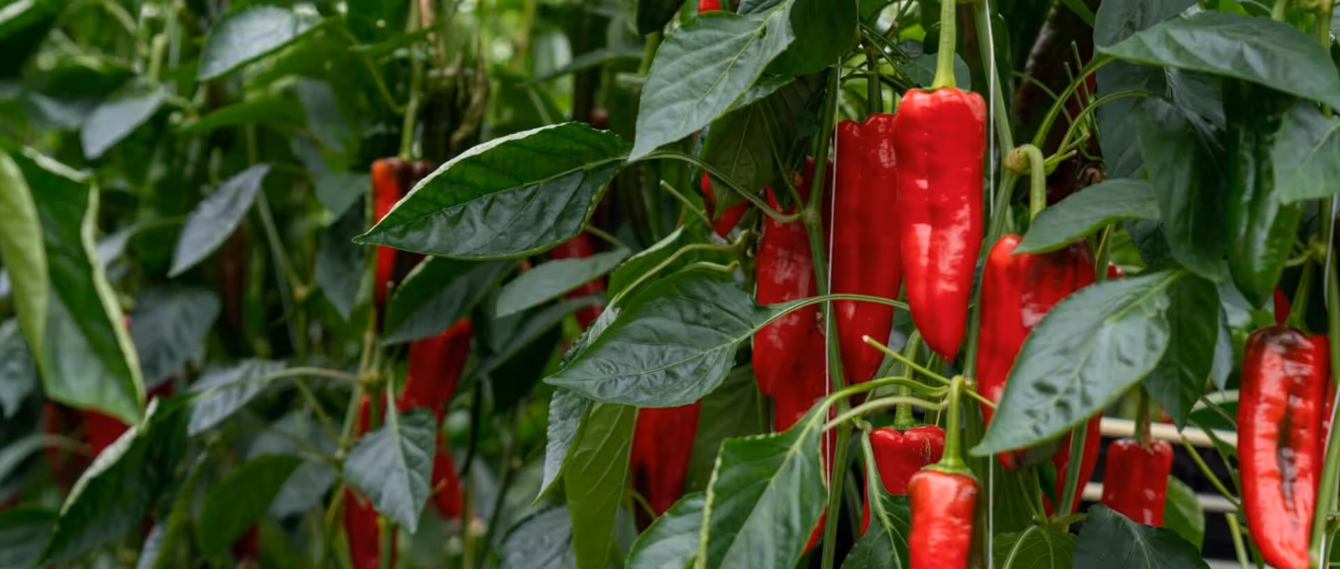 Chilli plants with red fruit