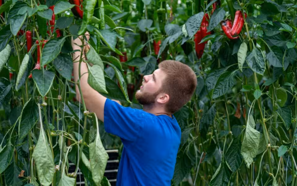 Man checks peppers growing