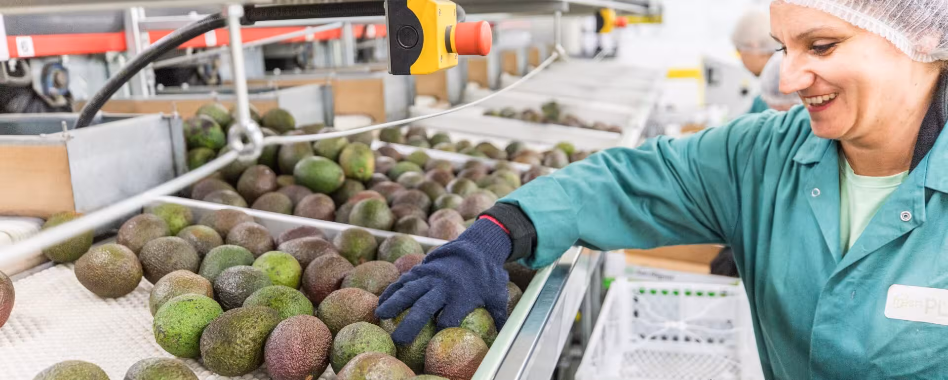 Woman checks avocados in a food production warehouse
