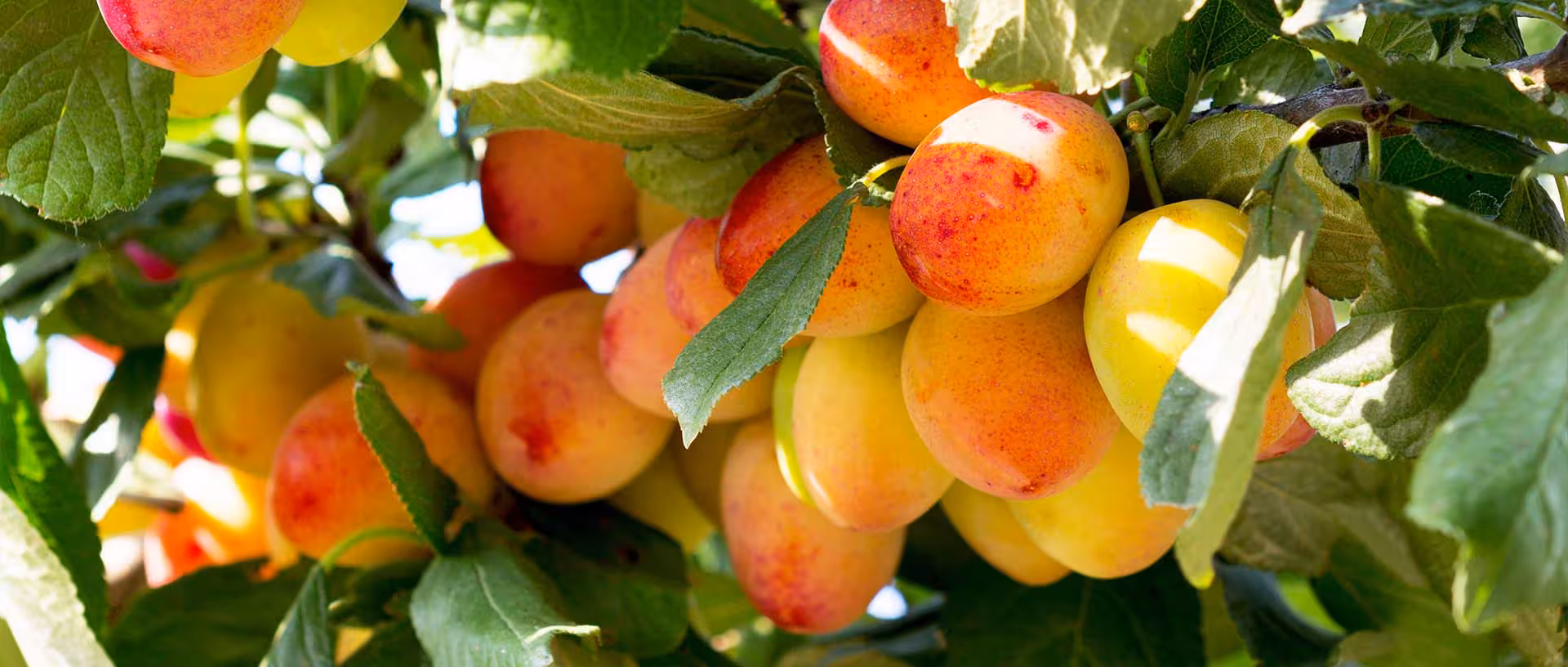 Bunches of Plums growing in a sunny tree